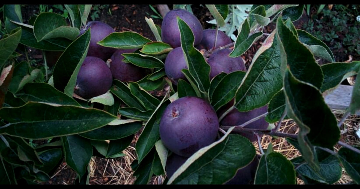 Black Apples Are A Real Thing Here S Why They Re So Rare Click for apple recipes subscribe. black apples are a real thing here s