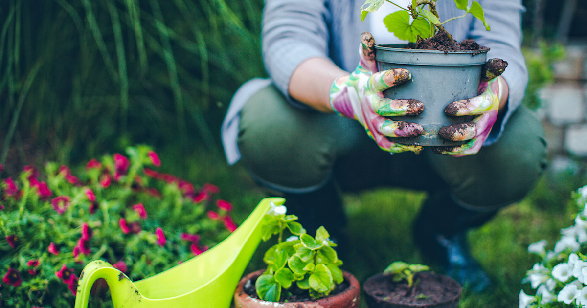 Gardening could reduce your risk of a heart attack, study finds
