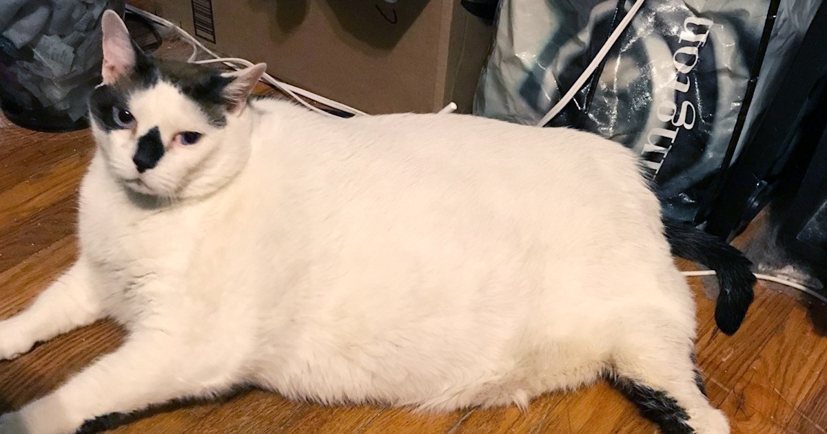41 pound Cat On A Mission To Find A New Home and Get In Better Shape 