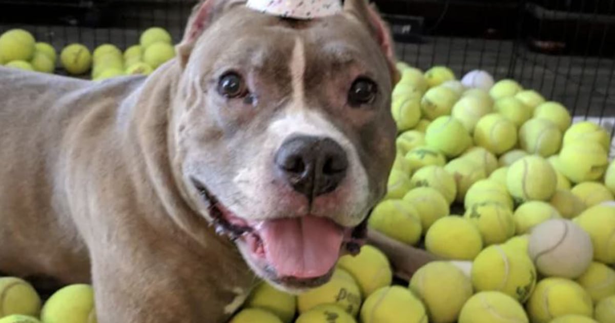 Pitbull balls top