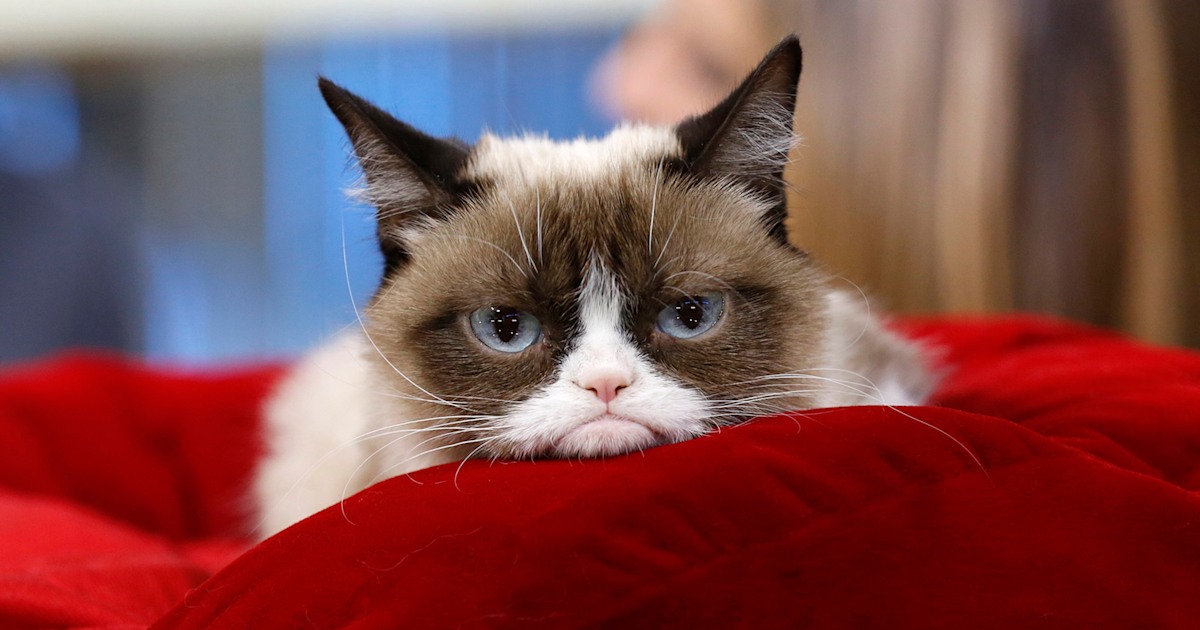 New Grumpy Cat' has permanently sad face due to rare medical condition