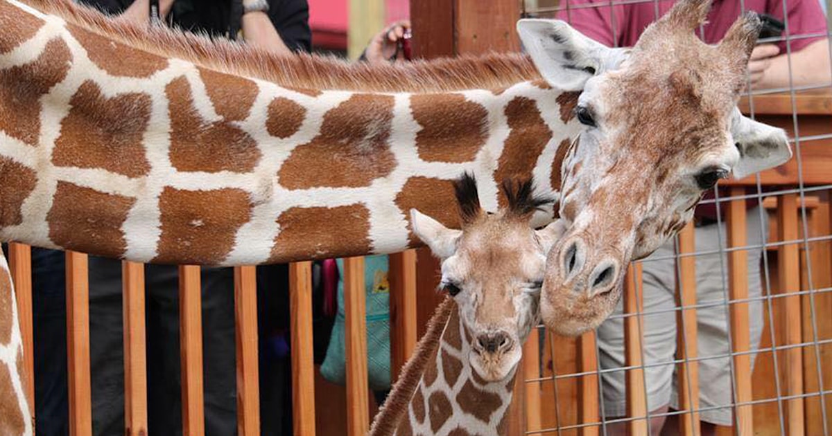 April The Giraffe S Calf Azizi Dies Unexpectedly At Texas Zoo