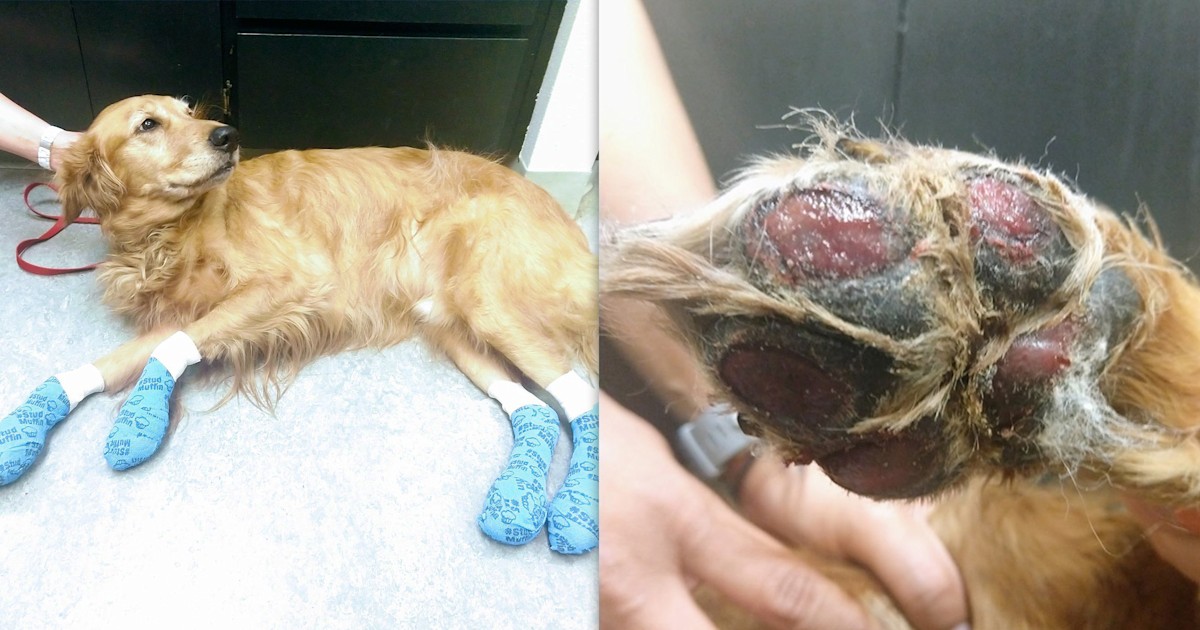 Golden retriever paw pads hotsell