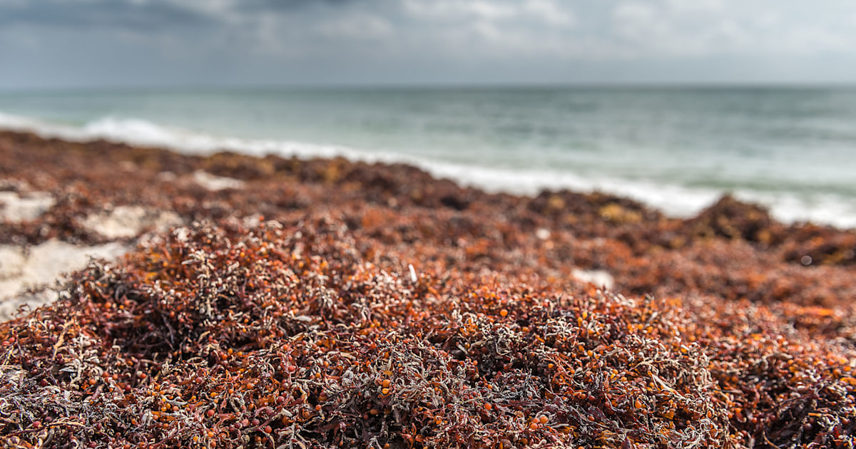 Smelly seaweed is overtaking beaches