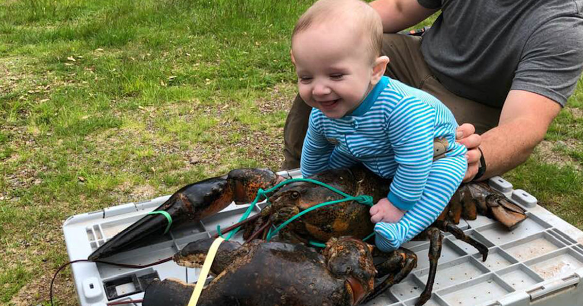 Baby poses on top of a 17pound lobster for photo shoot