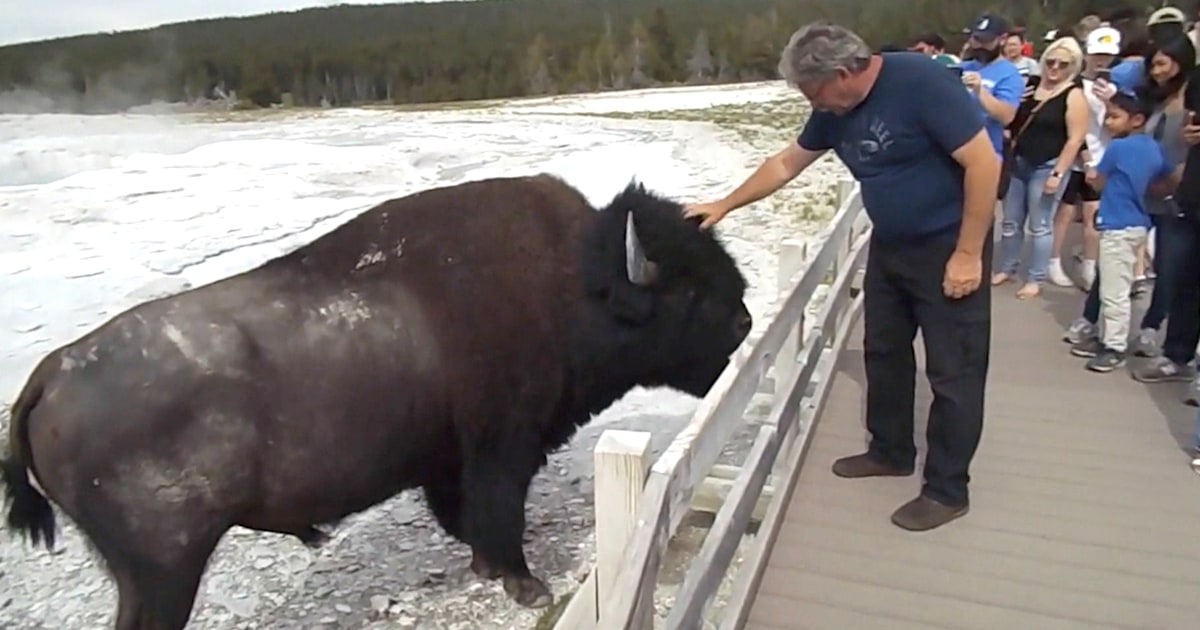Alarming video shows man petting a bison at Yellowstone(00)