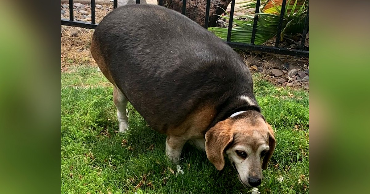 Wolfgang, the obese beagle, is on his way to losing 65 pounds