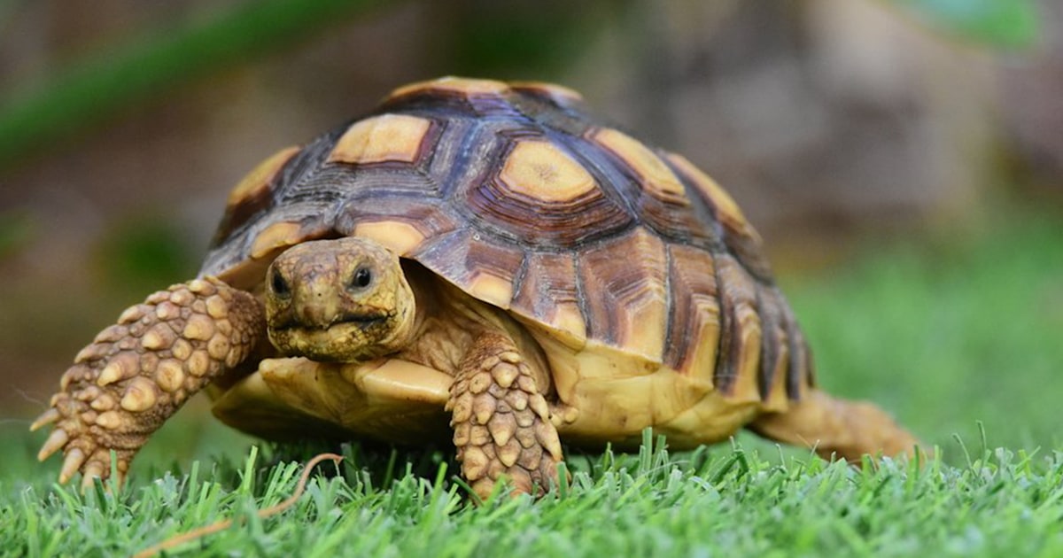 Pet turtles sales