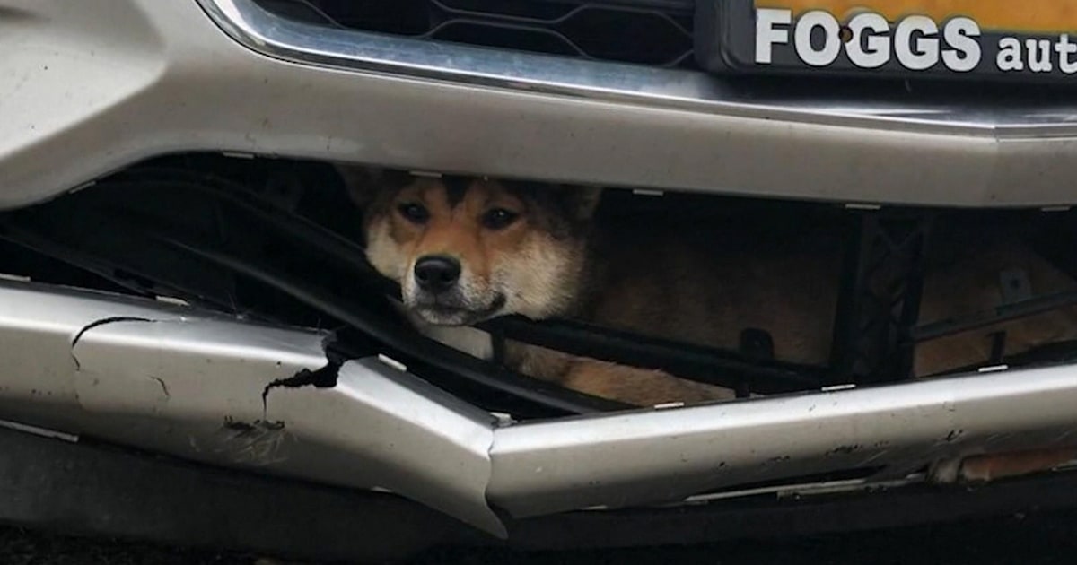Dog gets stuck in car bumper in New York