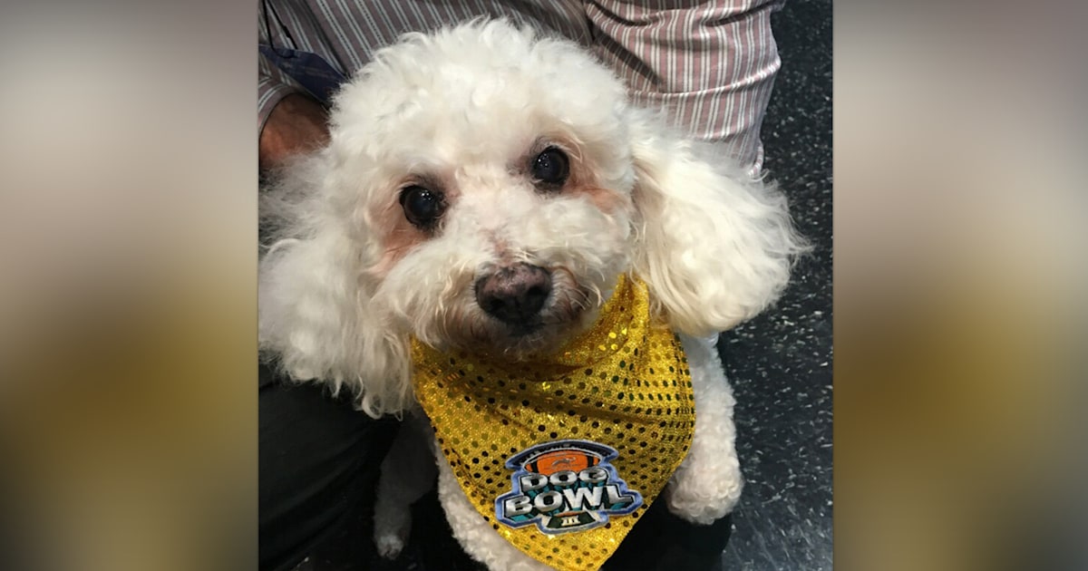 Dumped senior dog to enter Dog Bowl Hall of Fame 2020(02)