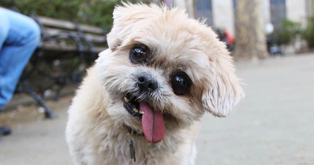 Marnie the sales dog twitter