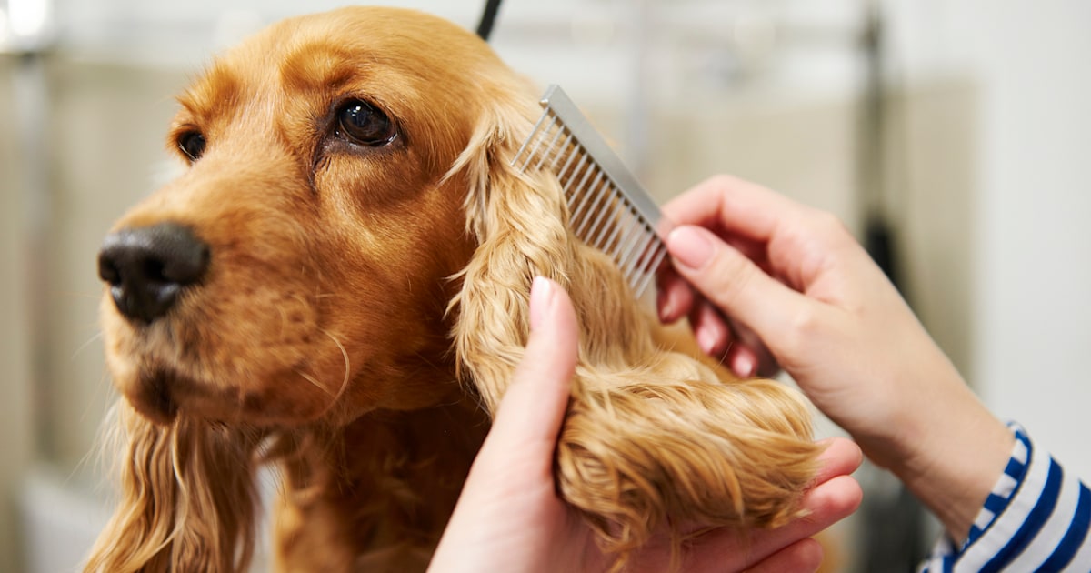 The easiest to use Dog Bath Brush - Free with Shampoo