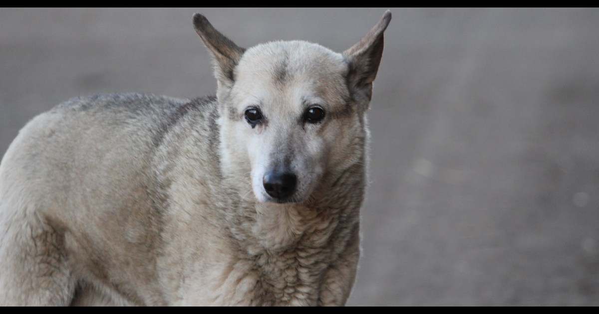 how long do dogs live new study looks