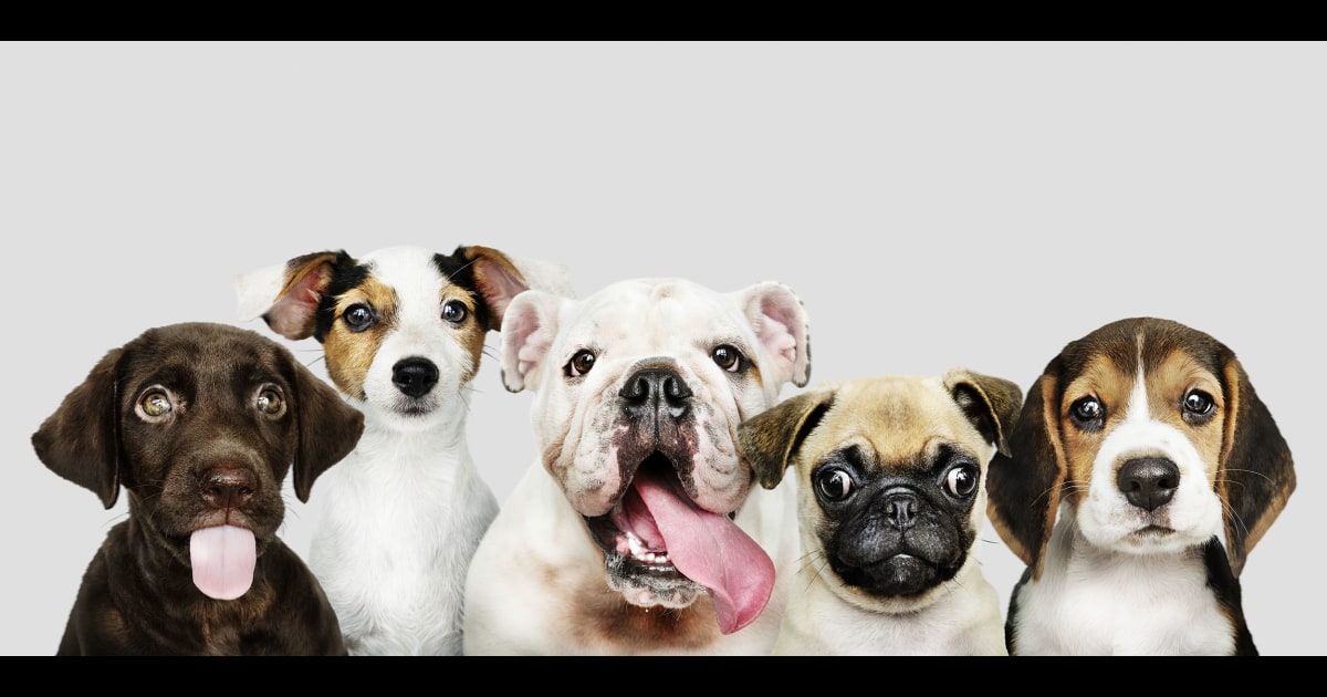 How Old Is Your Dog In Human Years Scientists Debunk Multiply By 7 Age Rule Scientists have developed a new equation that shows how to calculate a dog's age in comparable human years.catherine falls commercial / getty images. how old is your dog in human years