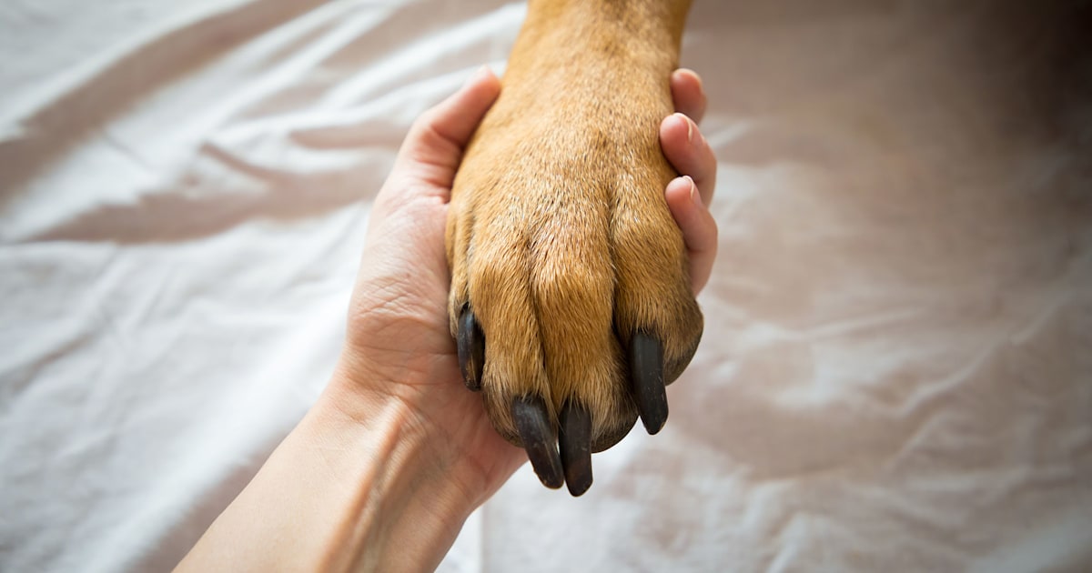 Here's why you clean your dog's paws with