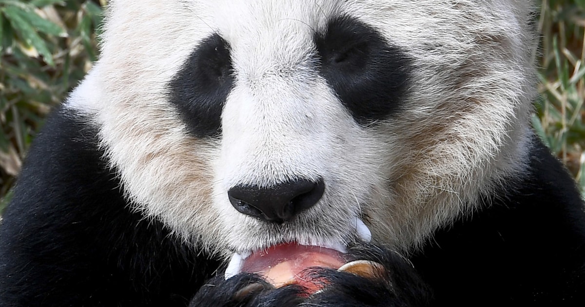 National Zoo's giant panda Mei Xiang gives birth to cub