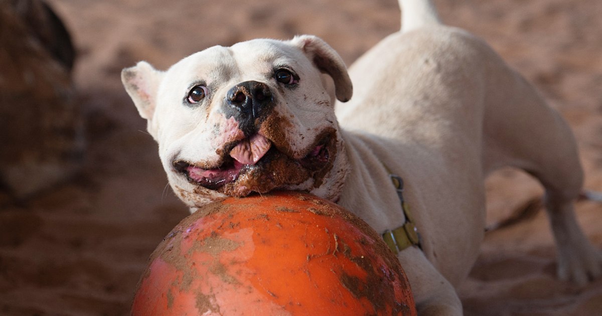 30 adoptable pets get ‘courtside’ seats at NBA playoff game