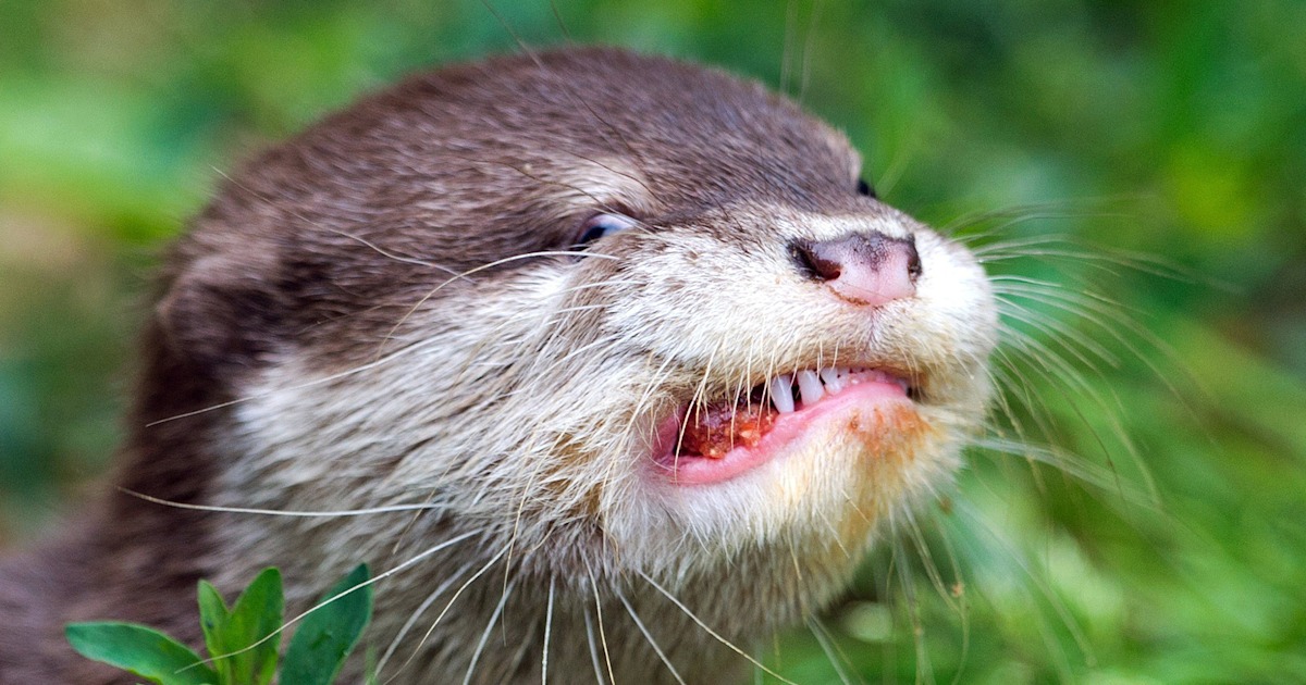 An otter's odd grimace and more in this week's best animal photos!