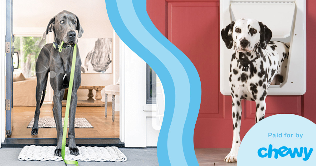 Best pet gadgets 10 gifts pet owners will love TODAY