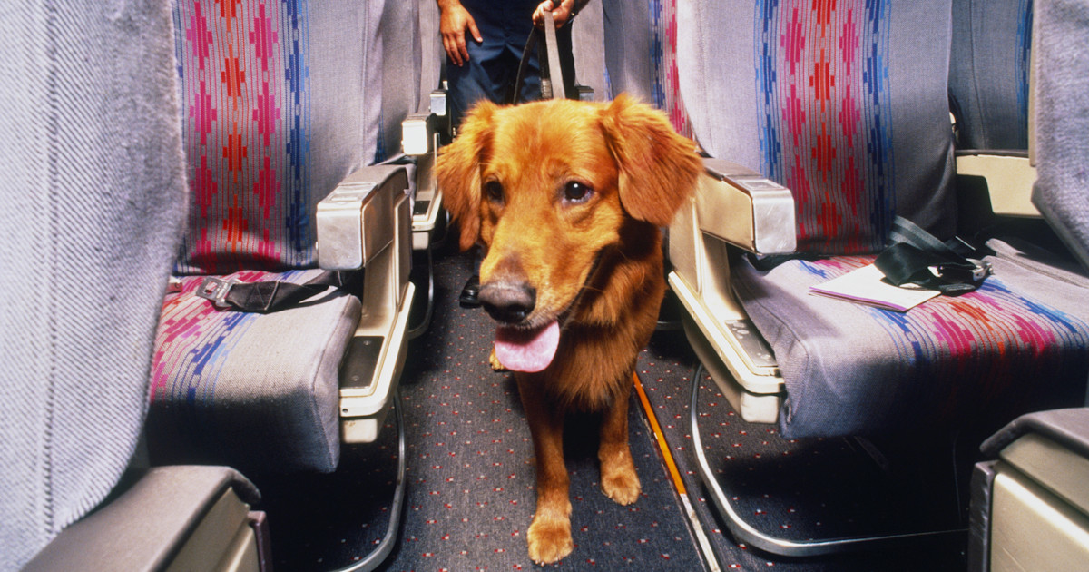 Flying with emotional support dog delta top