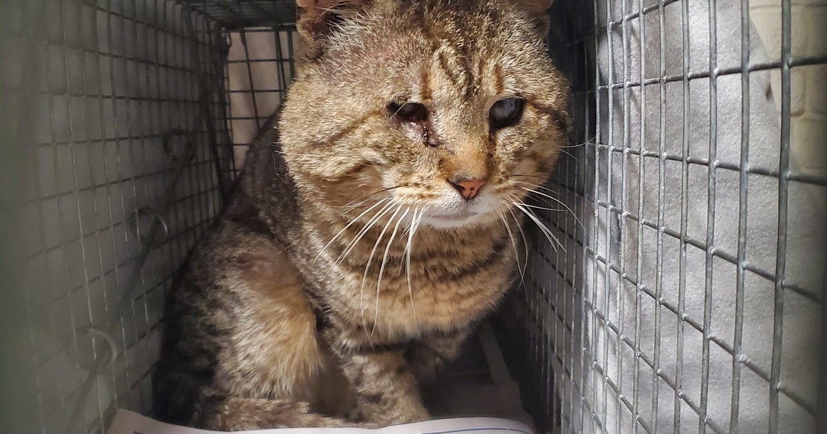 Blind outlet feral cat
