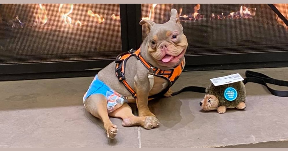 Stood up by adoptive family internet rallies around special needs dog