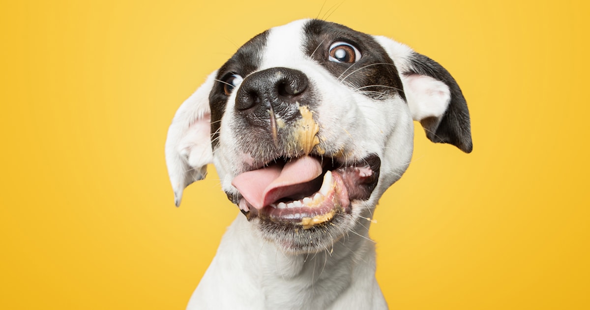 Rescue puppies licking peanut butter star in new dog book