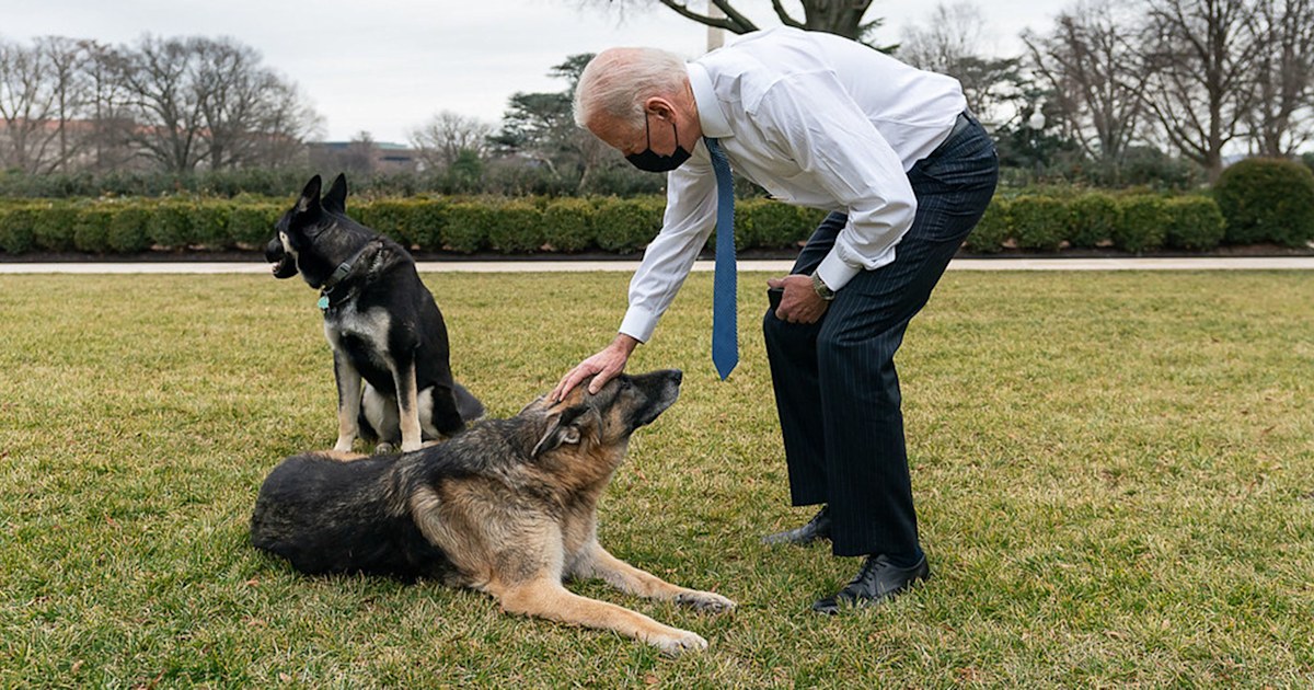 The white house hotsell dog