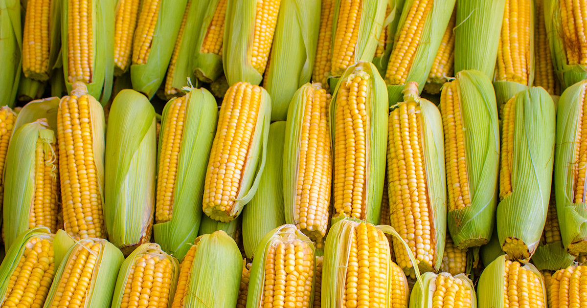 Is ‘Cooler Corn’ Safe?
