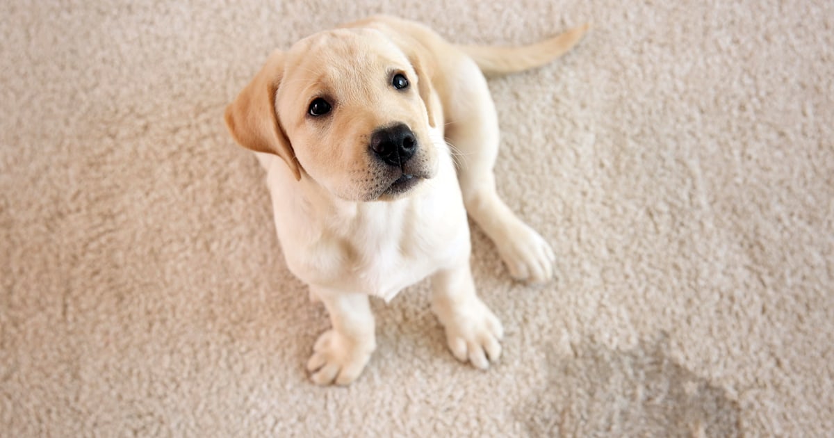 Clean Pet Hair Stains And Urine, Area Rugs Good For Pets