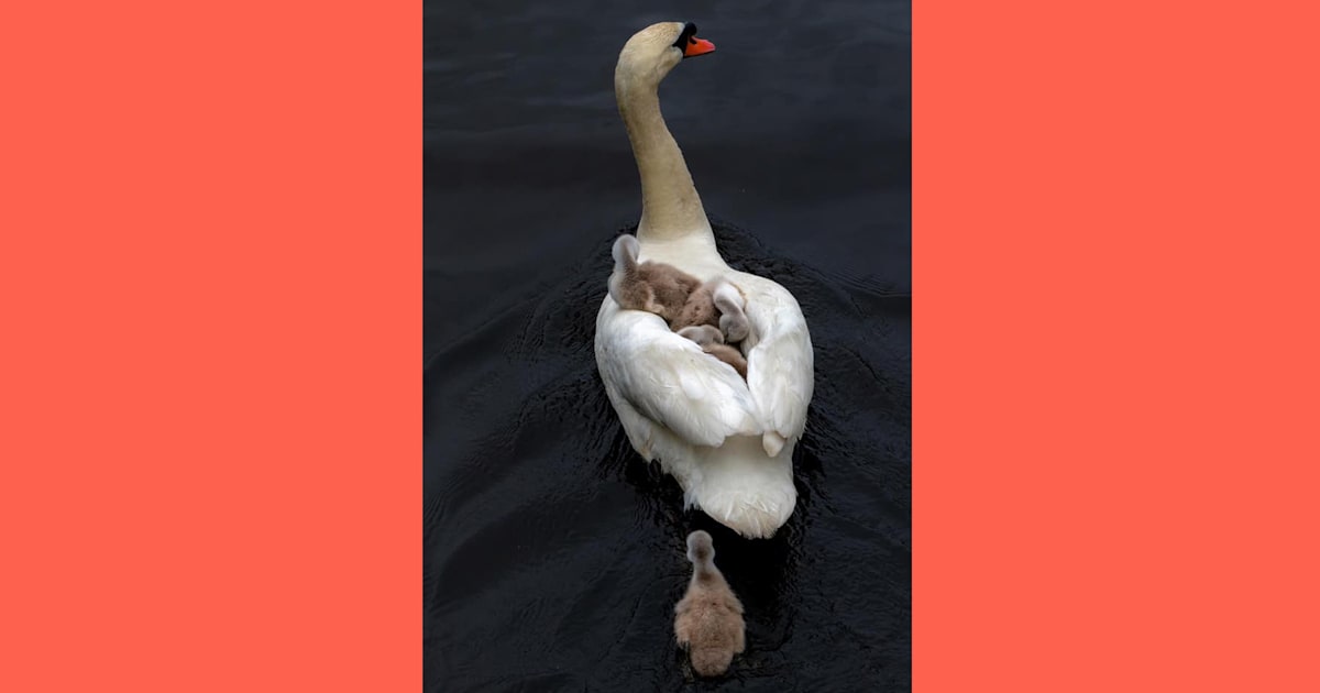 Father swan in Boston cares for babies after mother dies