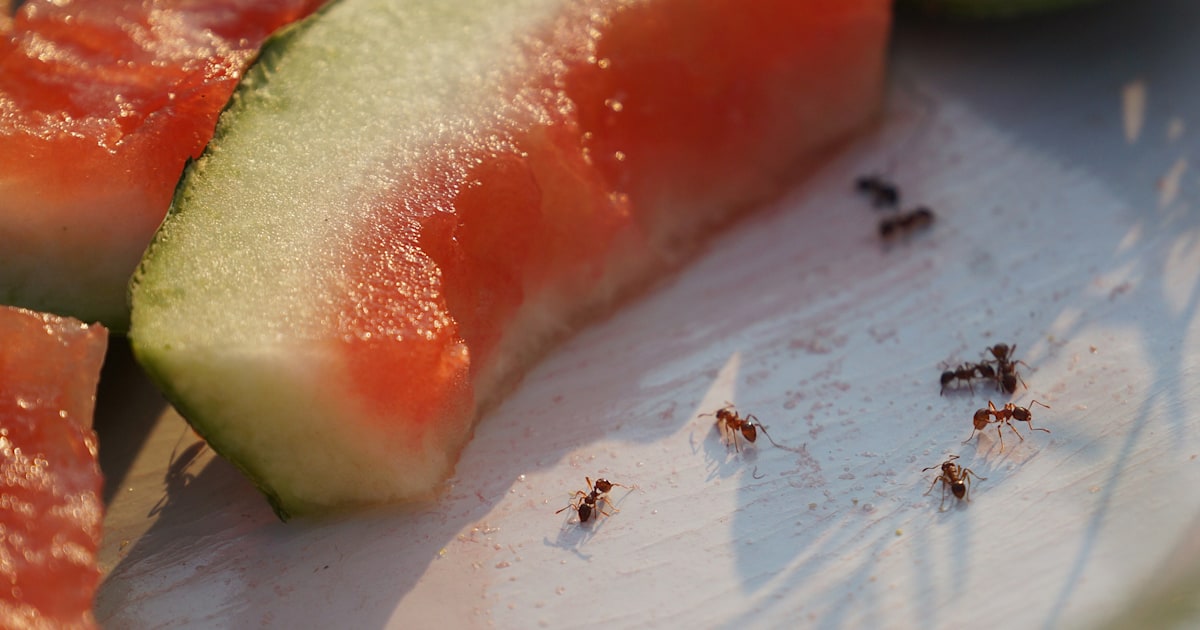 Food safety tips get rid of bugs for picnics and barbecues