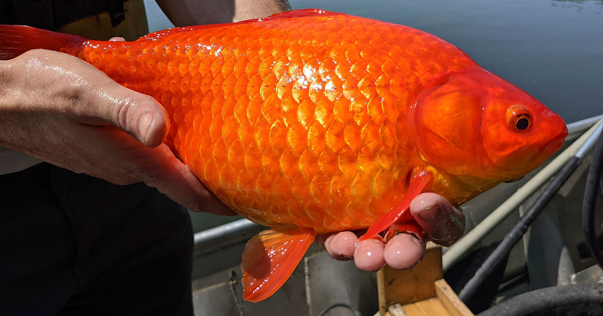 Unwanted pets: Giant goldfish turn up in Minnesota waterways