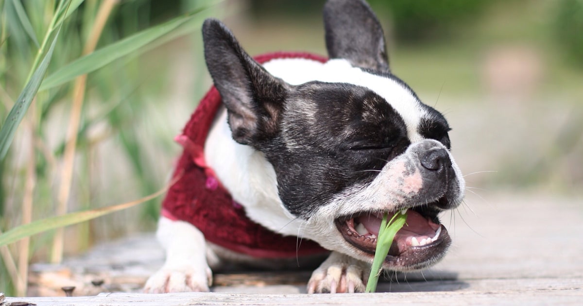 Blue-eyed Boston terrier, runt of litter, finds household soon after ‘no a single desired her’