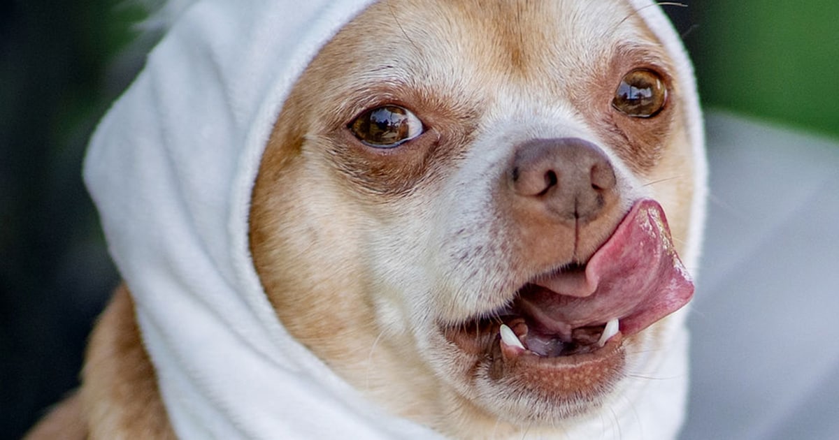 Owner of 'demonic' Chihuahua says adoption ad was 'accurate' — but she has no regrets