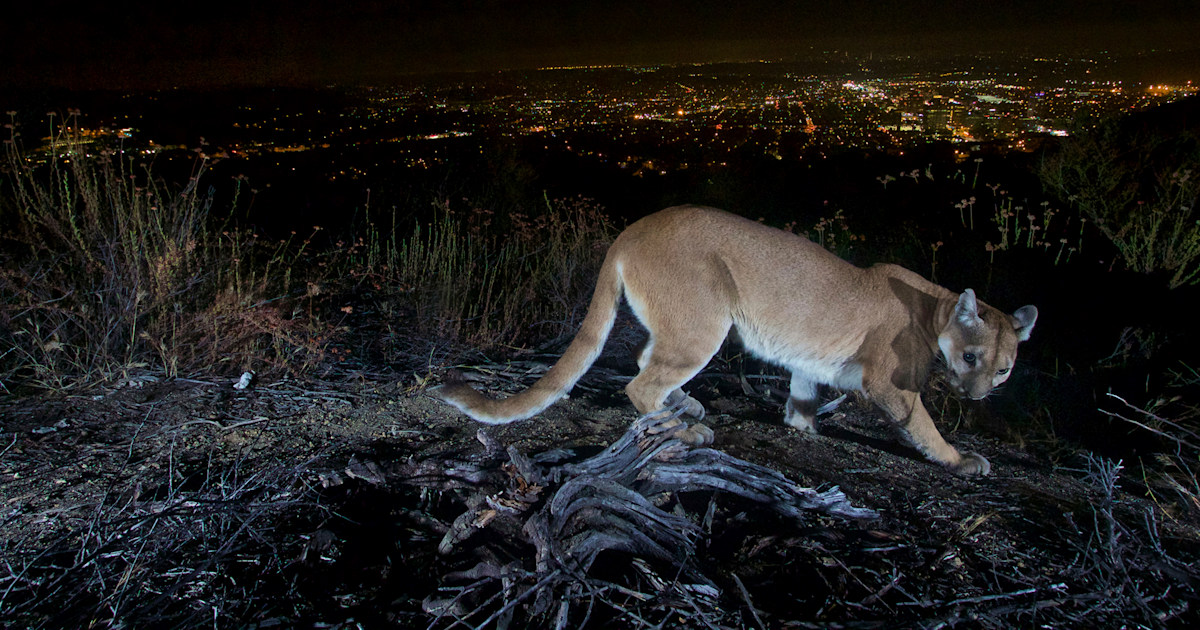 Mountain lion killed after attacking 5-year-old boy in California