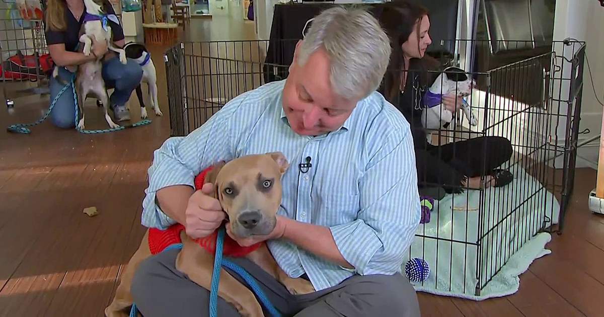 How animal shelters are helping save pets after Hurricane Ida