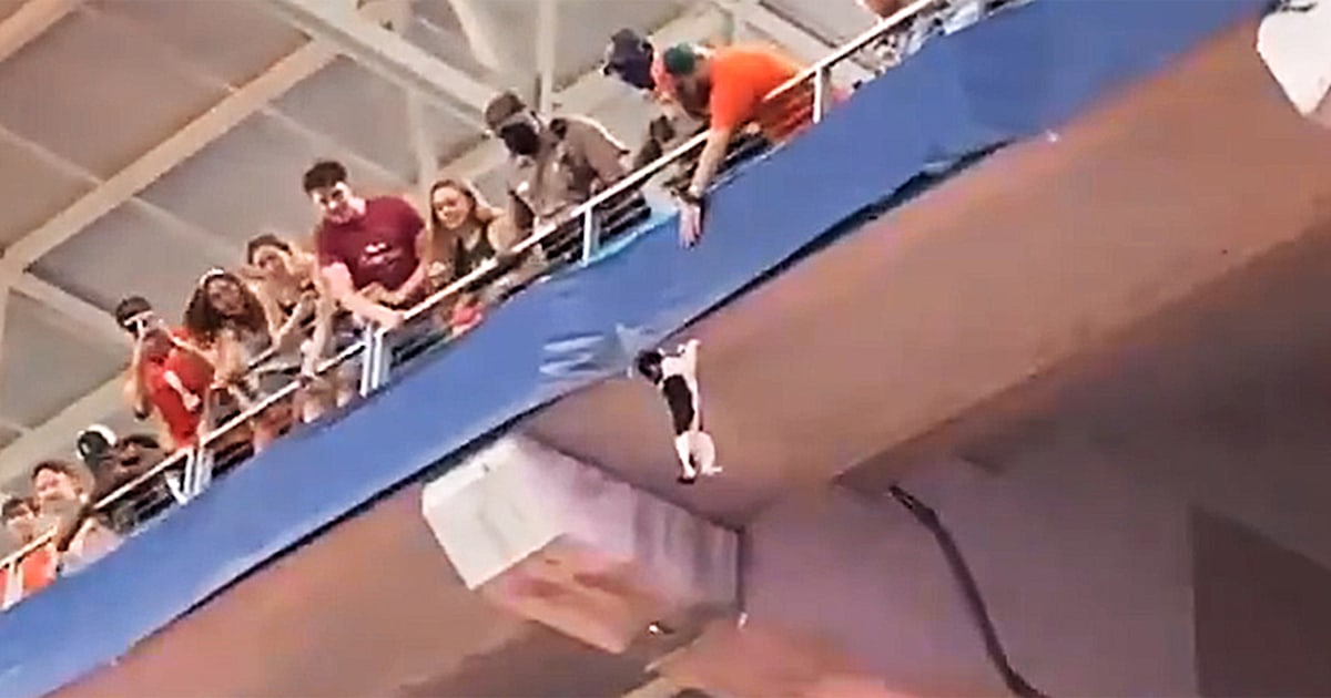 Video shows football fans in Florida rescue dangling cat that fell from upper deck