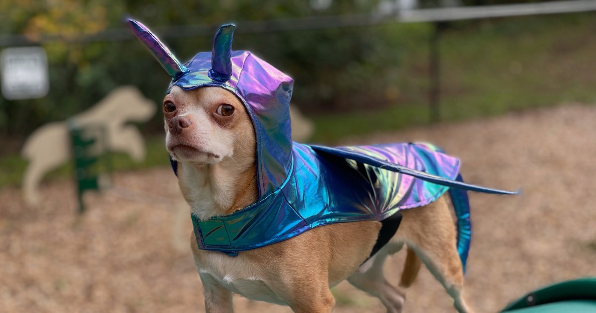 The viral 'demonic' Chihuahua has multiple Halloween costumes — see pics
