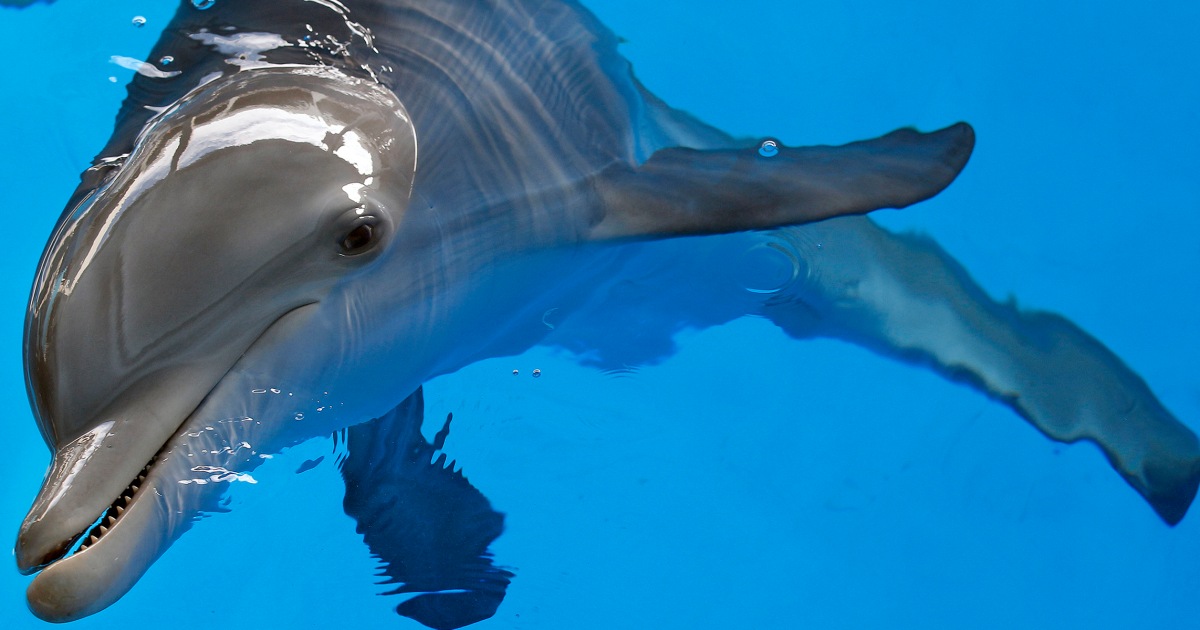 Winter the dolphin, star of 'Dolphin Tale' movies, dies