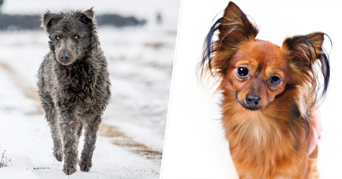 American Kennel Club adds 2 dog breeds — and boy, are they cute