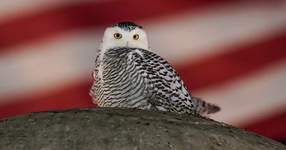 Rare Snowy Owl Captivating Birdwatchers in Washington