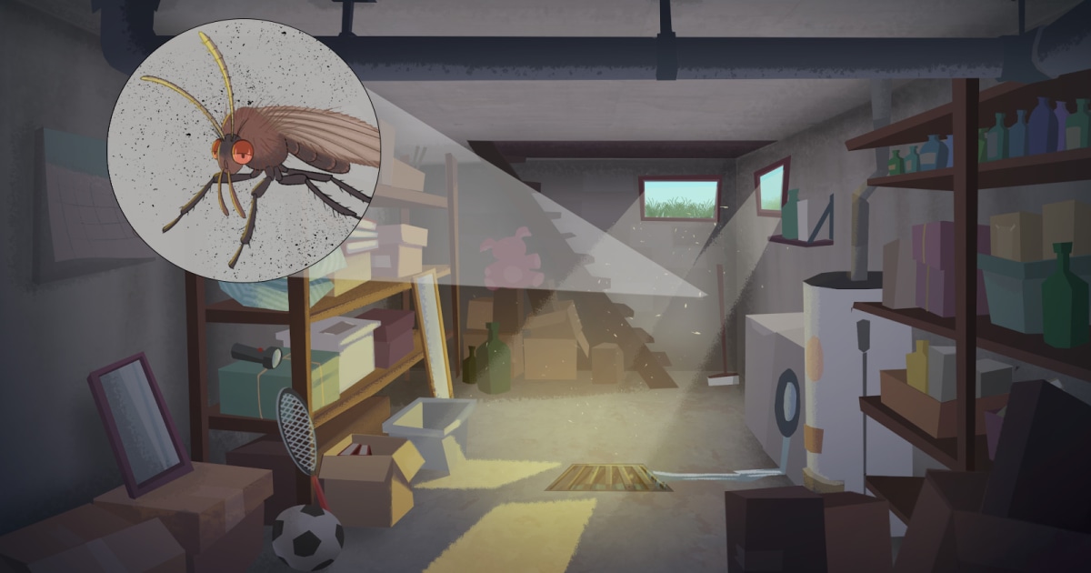 Shoo, fly! Follow these tips to help keep your home free of drain flies