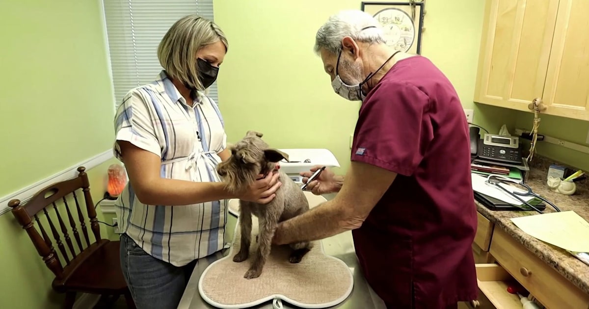 This holistic vet does acupuncture, chiropractic adjustments and more for pets