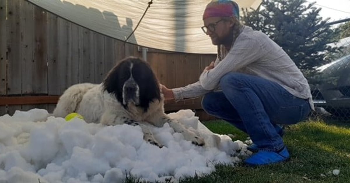 Dying dog enjoys snow one last time with help from local ice center