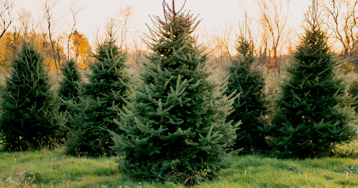 Bah humbug! Christmas trees could be more expensive this year