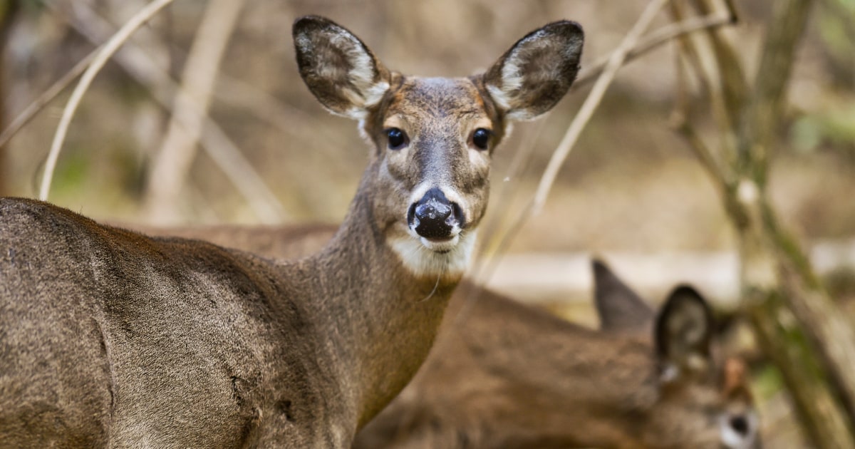 Studies show that COVID-19 is widespread among deer