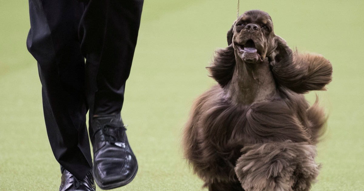 Westminster Kennel Club Dog Show postponed as COVID-19 surges in New York