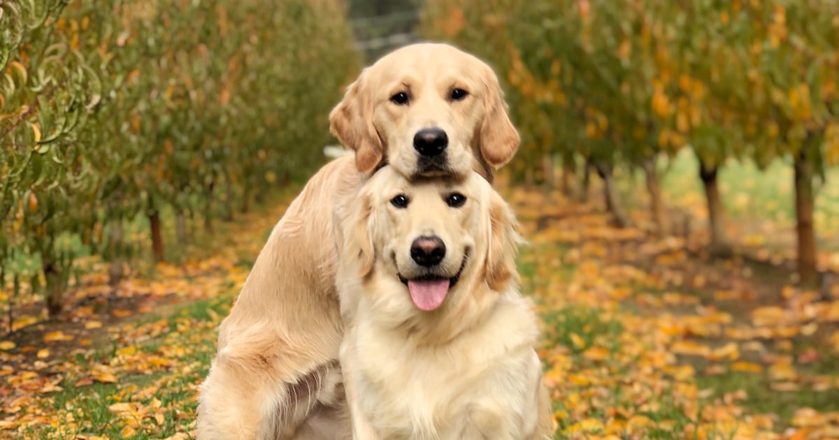 Train your dog to hug like hugging golden retrievers Kylo and Vader