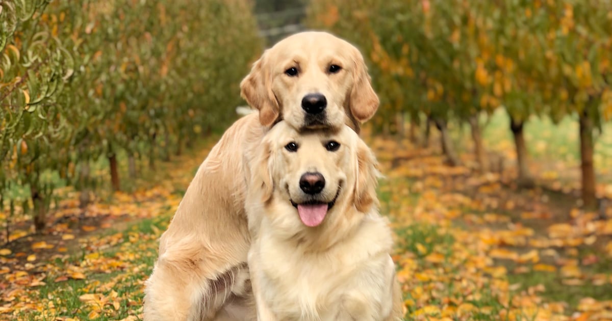 Cute store dogs hugging